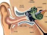 3.3全国爱耳日：健康聆听 无碍沟通